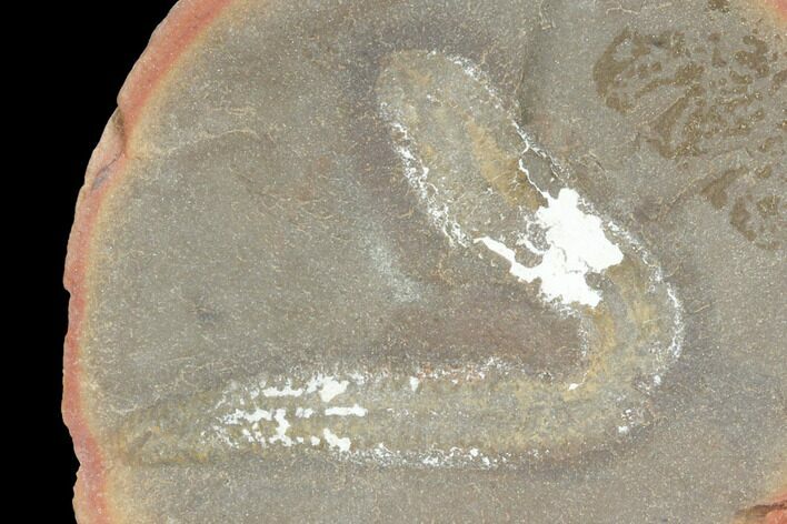 Fossil Polychaete Worm (Polychaeta) - Illinois #120942